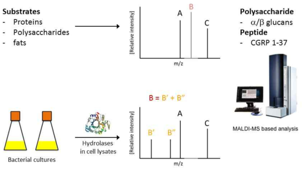 MALDI-MS 기반 특정 기질을 분해하는 hydrolase 초고속 스크리닝 기술 개발