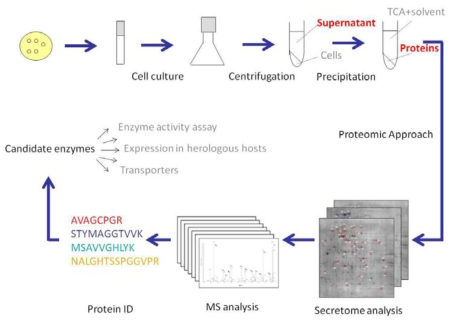 단백질체학 방법을 활용한 효소 스크리닝 연구 목표 달성을 위한 수행방법