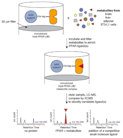 LC-MS 기반의 단백질 ligand 규명을 위한 metabolomics approach