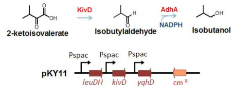 Ehrlich pathway를 통한 2-keto acid로부터 바이오 연료로의 전환