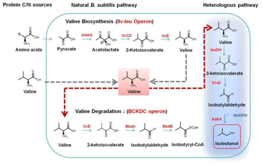Isobutanol 생산을 위한 B. subtilis에서의 대사 공학적 전략