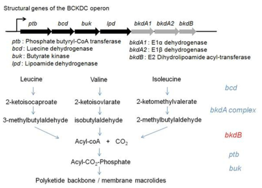 BCKDC 효소에 의한 2-keto acids의 분해
