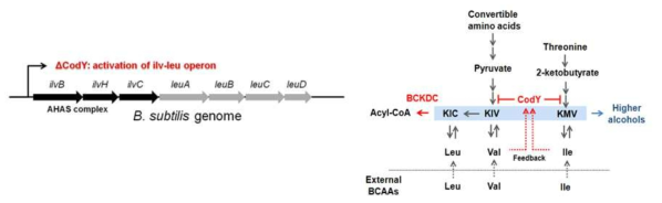 B. subtilis 세포내의 2-keto acid pool 증대를 위한 전략