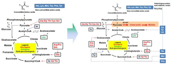 전환/비전환 amino acid들의 활용