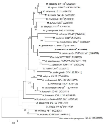 M. nanhaiticus 해양 미생물의 phyrogenetic tree 분석을 통한 유사 균주 선별