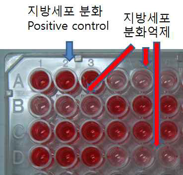 지방세포 분화억제 실험결과