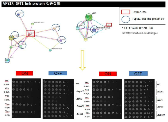 VPS17, SFT1과 linkage 이루는 유전자(6종)에 대해 spotting assay를 통한 검증 실험