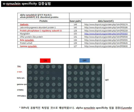 Wild type cell에서 a-syn.을 포함한 IUPs 5종의 독성효과를 보기 위한 spotting 결과 (induction 24h 후 점적하여 3일간 incubation 하였음.)