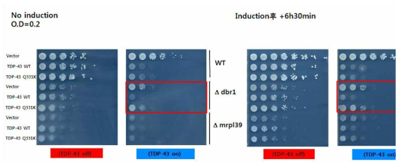 dbr1 유전자가 결실된 분열효모에서 TDP-43 과발현 시 독성효과
