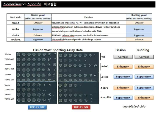 발아효모와 분열효모 간의 TDP-43의 독성에 따른 차이