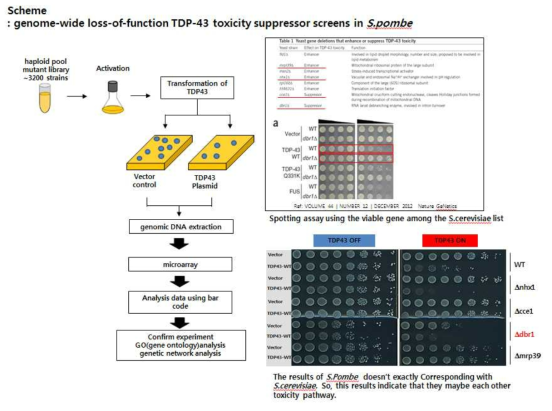 haploid pool을 이용한 microarray methods를 통한 TDP-43 suppressor 를 찾기 위한 전체적인 실험계획도