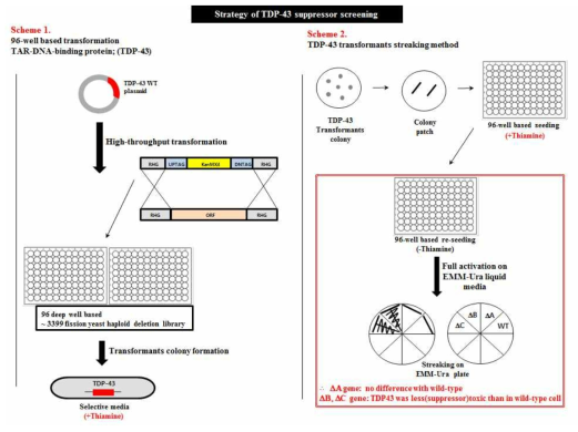 loss-of-function TDP-43 toxicity suppressor screening을 하기 위한 manual methods scheme