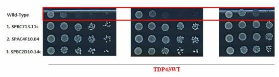 streaking method를 통해 선별된 3종의 candidate를 가지고, (1: SPBC713.11c, 2: SPAC4F10.04, 3. SPBC2D10.14c) spotting assay를 진행