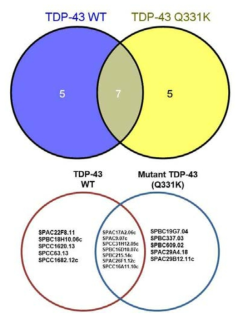 TDP-43WT, TDP-43Q331K 독성억제 분열효모 유전자