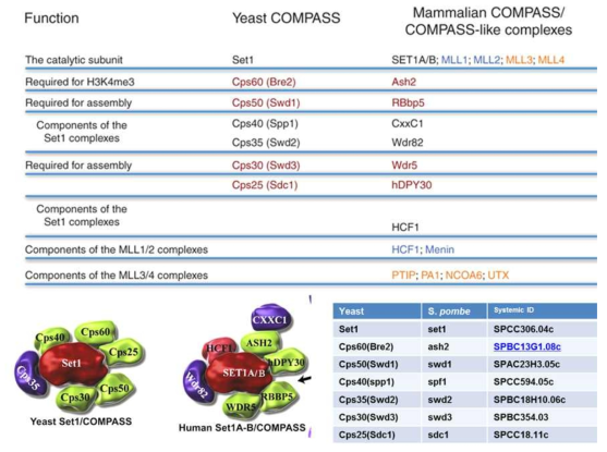 Yeast, Mammalian COMPASS complex 기능 및 components