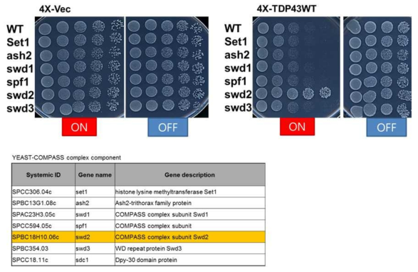 COMPASS complex 분열효모 결실 유전자에 TDP-43 과발현한 spotting assay