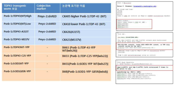 확보한 TDP-43 관련 transgenic worm list