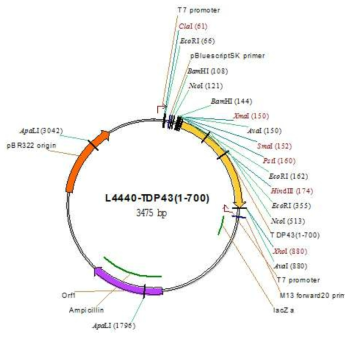 RNAi method를 활용하기 위한 cloning construction