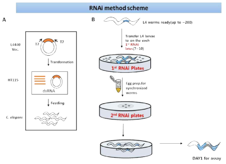 예쁜꼬마선충에서 RNAi methods scheme