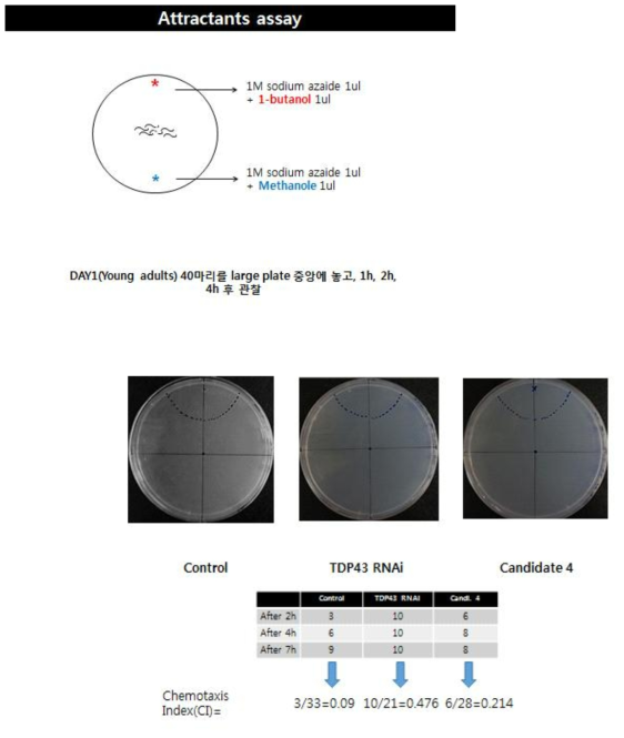 TDP-43 Transgenic worm을 대상으로 attractant assay 방법 및 예시