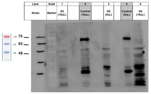 N2: Negative control/ C(control): Psnb1::TDP-43WT-YFP x rrf3- strain GFP antibody를 이용한 western blotting