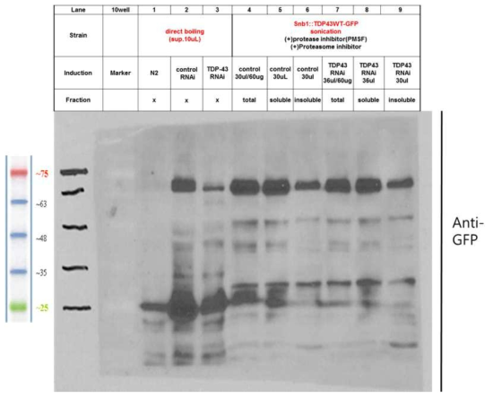 조건 실험 수행을 위한 control과 TDP-43 RNAi worm을 대상으로 한 western blotting