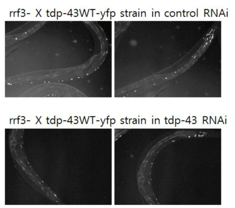 rrf3- mutant background에서 TDP-43 과발현 선충 image