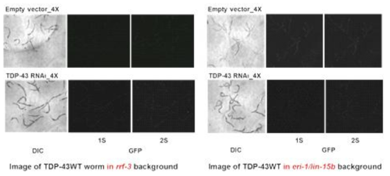 rrf-3 vs eri-1/lin15-b background에서의 TDP-43 과발현 선충의 RNAi sensitivity 비교 (rrf-3 background: 좌, eri-1/lin-15b background: 우)