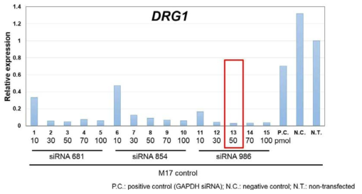 DRG1는 siRNA986(DRG1 siRNA종류), 농도 50pmol이 최적