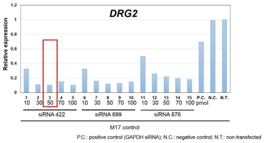 DRG2는 siRNA422(DRG1 siRNA종류), 농도 50pmol이 최적