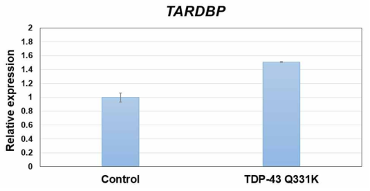 M17 TDP-43 Q331K 세포주의 TARBDBP (TDP-43) transcript levels은 약간 높음. 또한 TDP-43 Q331K를 doxycycline promoter하에서 발현하는 세포주인데 doxycycline 처리 없이도 발현 되는 문제 점 발견. doxycycline를 처리하면 과다발현으로 세포가 거의 죽어 MTT assay가 불가능 했음. 세포주를 준 스텐포드 대학 Gitler박사께 문의하니 자신의 연구실에서도 그러했다고 고백함. 즉 논문 내용과 불일치. 그래도 doxycycline를 처리 없이 실험을 수행하여 봄