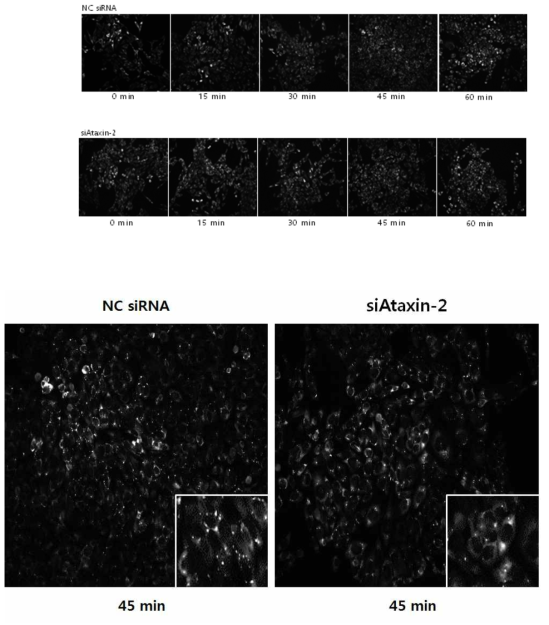 RNA interference 방법을 이용한 인간유래세포주(U2OS)에서 0.5 mM sodium aresenite 로 ER stress를 유발 하였을 시 발생하는 stress granule 양상. Ataxin-2 억제는 45분에서 ER stress granule의 양을 감소시킴을 관찰하고 positive control로 삼음