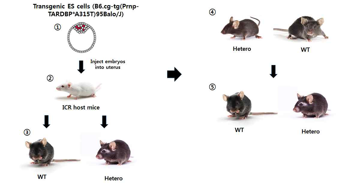 TDP-43 과발현 생쥐 제작 scheme TDP-43Tg/+ mouse를 제작하기 위해 B6.cg-tg(Prnp-TARDBP*A315T)95balo/J Embryonic stem cell을 구매하였음. 구매한 Transgenic ES cell을 ICR host mice의 uterus에 injection 한 뒤 태어난 새끼를 genotyping을 통해 TDP-43+/+ 과 TDP-43Tg/+ 를 구별하였음. TDP-43Tg/+ 를 다시 TDP-43+/+ 과 교배하여 TDP-43Tg/+ 를 얻음. TDP-43Tg/Tg 의 경우 새끼가 태어난 날로부터 7일 정도에 모두 죽는 것으로 보고되었음. 따라서 TDP-43Tg/+ 생쥐를 유지하였음