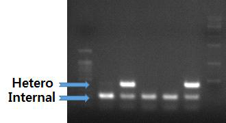 ICR 대리모를 통해 얻은 TDP-43Tg/+ 생쥐 genotype 결과 2개의 primer 쌍을 이용하였으며, 1쌍은 internal control primer 쌍으로, TDP-43 gene이 과발현 되지 않을경우 band가 아래쪽 약 200bp에서 보여 짐. Hetero의 경우 TDP-43 가 이 부위에 끼워 들어가서 과발현되는 경우를 확인 할 수 있으며, 약 400bp에서 band가 보여 짐