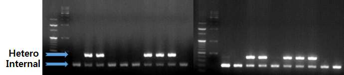 TDP-43 과발현 생쥐 genotype 각각 5마리씩의 TDP-43Tg/+ 를 확보 할 수 있었음