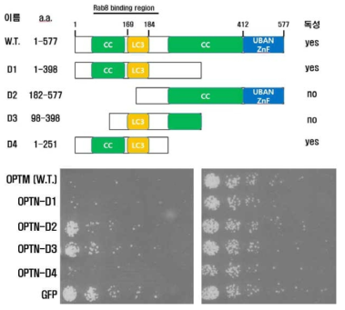 OPTN domain과 독성 상관관계. CC, coiled-coil domain; LC3, LC3-binding domain; UBAN ZnF, Zinc Finger ubiquitin-binding domain. Rab8 binding domain이 독성에 주로 관여함