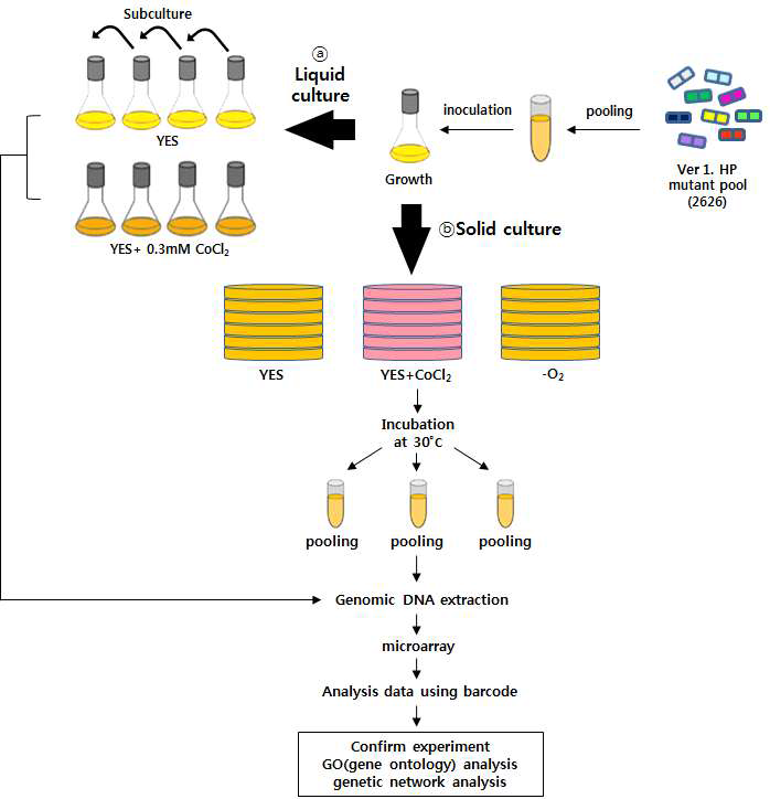 Ver1. haploid deletion mutants library pool을 액체 YES 배지에서 생장을 활성화시킨 다음, 혐기조건과 유사 혐기 조건에서 배양함. 배양 방법으로 각각 ⓐ액체배지와 ⓑ고체배지를 이용함