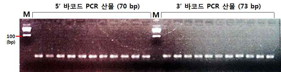 M; DNA Ladder, 왼쪽부터 각각의 5‘ 바코드 프루브와 3’ 바코드 프루브를 2.5% agarose gel에 5uL씩 전기 영동한 그림