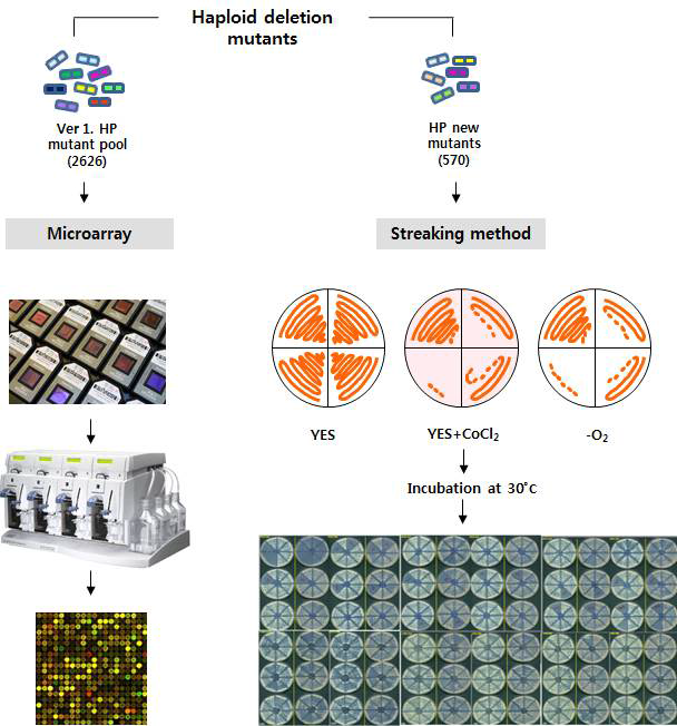 반수체유전자결실균주를 이용한 실험. Ver.1의 mutant pool과 새로 제조된 570여개의 균주들을 이용해 각각 Microarray와 Streaking Method 방법으로 실험을 수행함