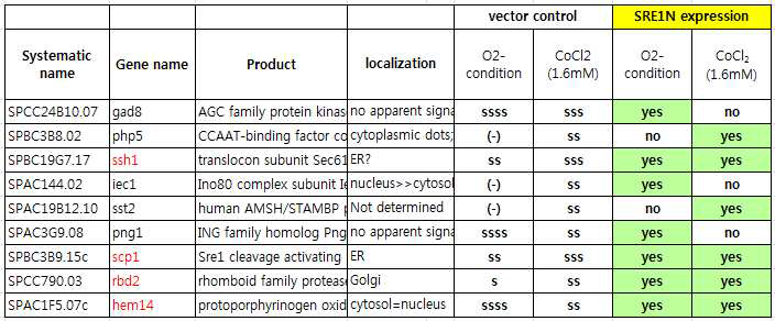 혐기조건과 혐기유사조건에서 저생장되는 균주들은 Sre1N 과발현으로 생장이 회복됨