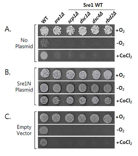 혐기조건, 유사혐기조건(CoCl2)에서 생장이 저하(A)된 유전자결실균주들은 Sre1N의 과발현(B)으로 생장이 회복됨을 확인