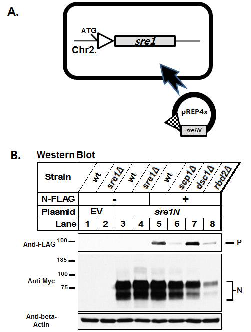 (수식)A. 균주 세포체에 sre1 locus 상에 FLAG epitope의 위치 는 sre1 ORF상에서 ATG이며, FLAG epitope, Myc epitope 을 의미함. B. Lane 1, 2는 야생형 균주와 sre1 유전자 결실 균주에 공벡터를, Lane 3, 4는 야생형 균주와 sre1 유전자 결실 균주에 Sre1N단백질이 과발현된 상태. Lane 5, 6, 7, 8의 균주들은 모두 sre1 locus ATG 뒤 쪽에 3x FLAG epitope을 가졌고, 모두 Sre1N이 과발현이 된 상태임. P는 Sre1의 전구체 형태 즉, Full-length를 지칭하고, N은 Sre1의 공정된 형태인 Sre1-N form을 뜻함