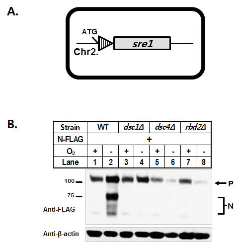 (수식)A. 모든 균주는 sre1 locus에 3x FLAG epitope이 존재함을 의미함. B. 야생형 균주는 혐기조건일 때, 전구체 Sre1 뿐만 아니라, 공정된 Sre1N의 양이 증폭됨을 확인할 수 있음. 그에 반해 dsc1, dsc4, rbd2가 결실된 균주들은 모두 야생형과 비교시, 혐기 조건에서 Sre1N이 만들어지지 않음을 확인함