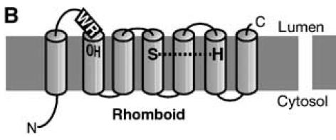 초파리의 롬보이드1(Rhomboid-1) 효소 모식도임. 인트라멤 브레인 세린 계열의 효소(intramembrane serine protease)로서 초파리에서 맨 처음으로 발견된 롬보이드 계열의 효소임. 활성 부위 (active-site)로 지질이중층(lipid bilayer) 내에 존재하며, 기질인 Spitz 를 자를 때에도 TMD(Transmembrane domain)내에서 자름. serine 과 histidine잔기가 catalytic dyad를 형성