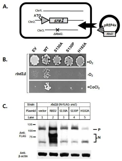 A. rbd2 유전자결실 균주와 벡터 시스템 모식도. B. Spotting assay. WT; Rbd2의 야생형, S130A, S130P, H182A는 각각 Rbd2 변이체들. C. Western Blotting