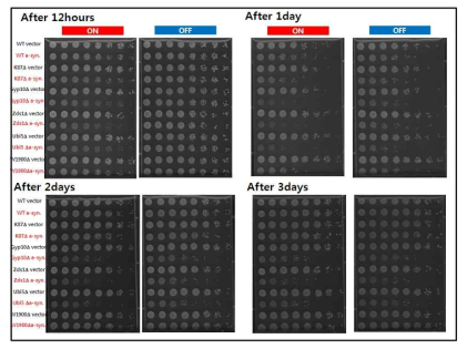 a-syn.에 의한 독성효과를 보이는 WT(Wild-type)과 5종의 mutants의 spotting assay결과