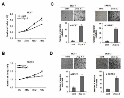 방사선 조사 후 유방암세포의 이동성 및 침윤성 획득