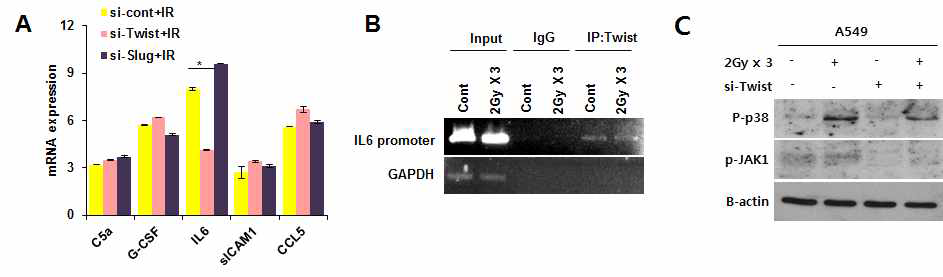전사인자 Twist에 의한 방사선 반응 분비인자 IL6의 발현조절