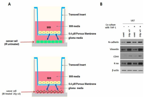 방사선 반응 분비인자 유도 암악성화 기전연구를 위한 공배양 시스템