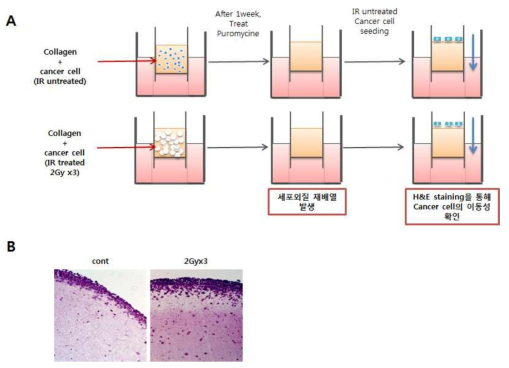 방사선 반응 분비인자 유도 암세포의 이동/침윤성 획득 분석을 위한 3D-culture 시스템